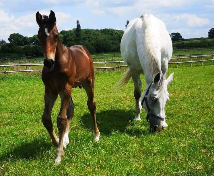 Ashdale Legend Foal